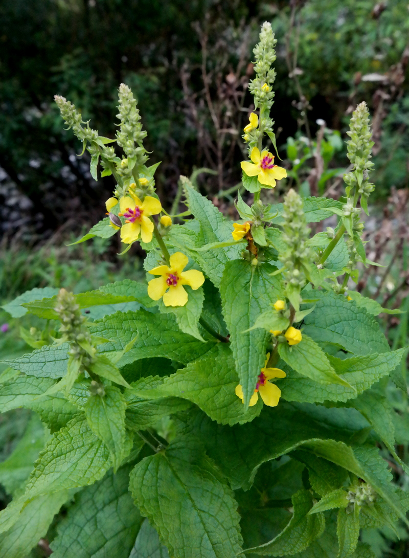 Image of Verbascum laxum specimen.