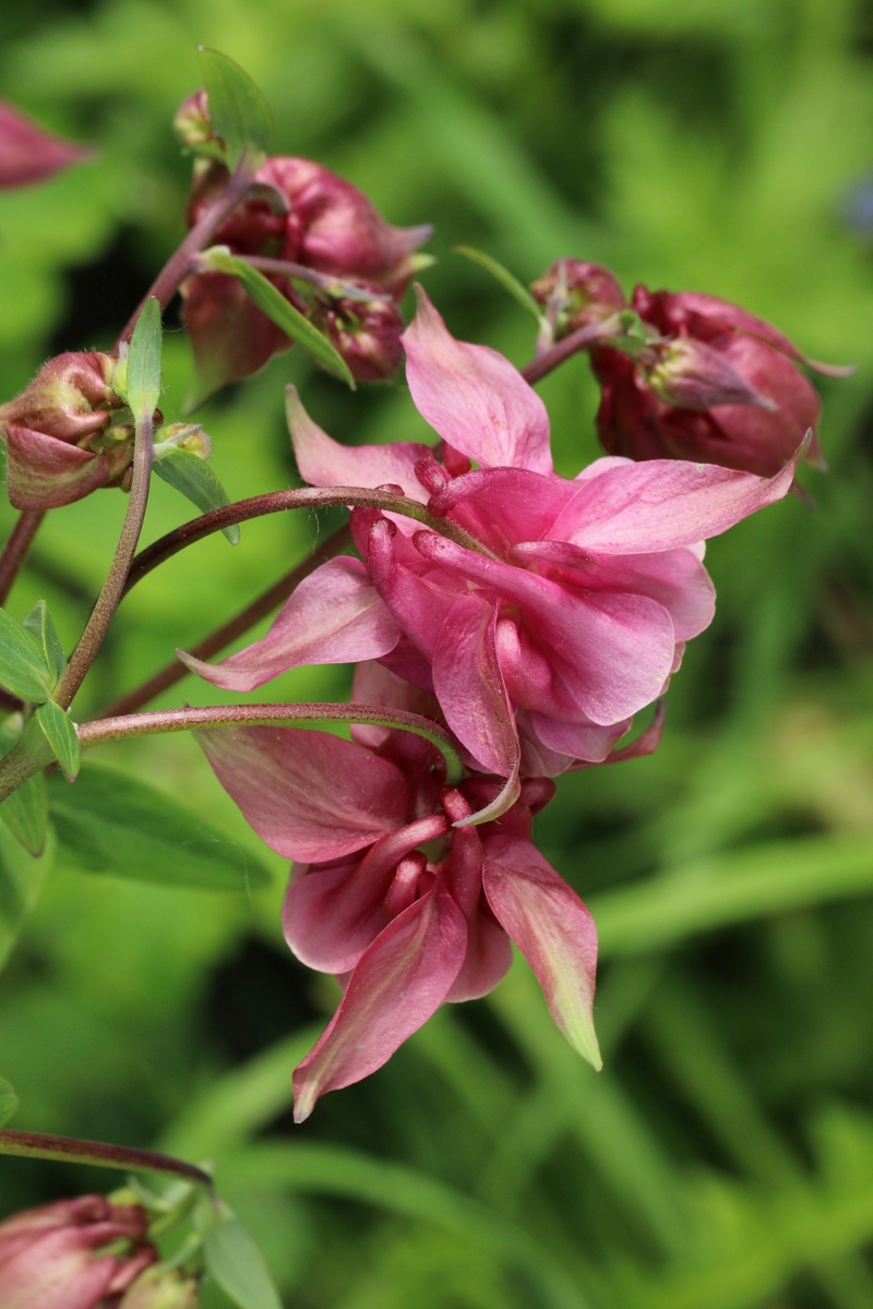 Изображение особи Aquilegia vulgaris.