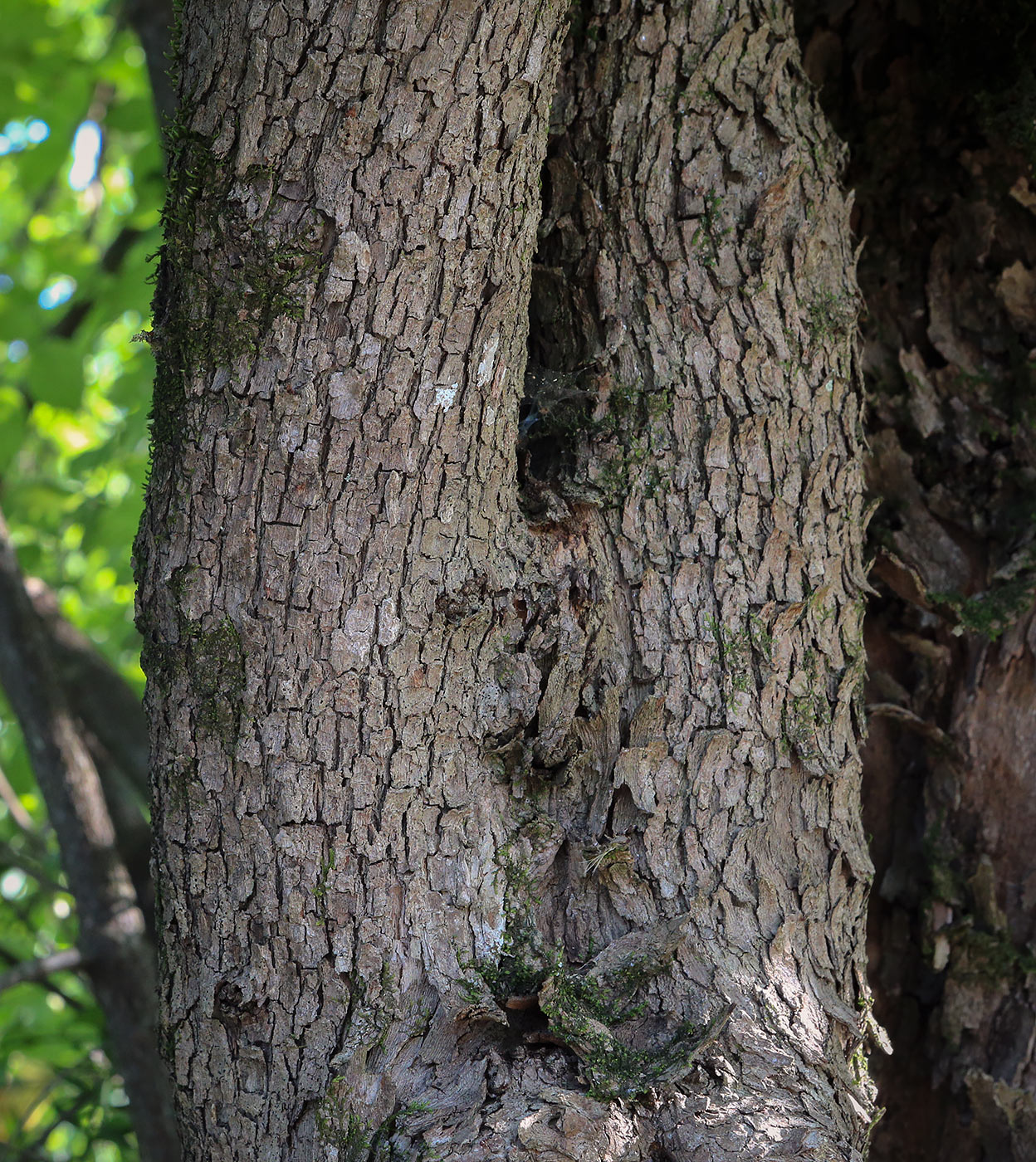 Image of Cornus mas specimen.