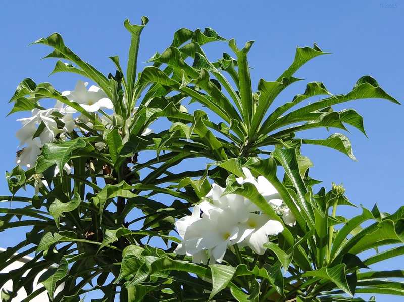 Image of Plumeria pudica specimen.