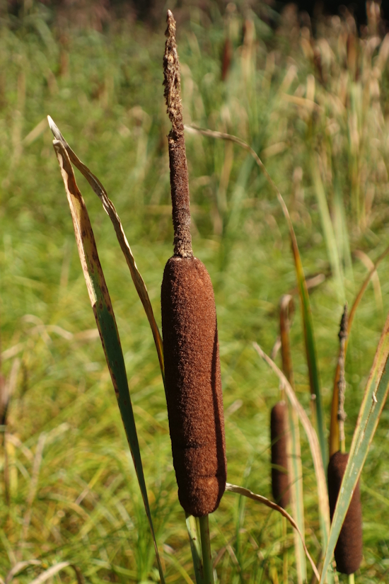 Image of Typha latifolia specimen.