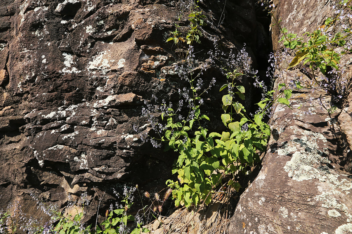 Изображение особи Isodon japonicus var. glaucocalyx.