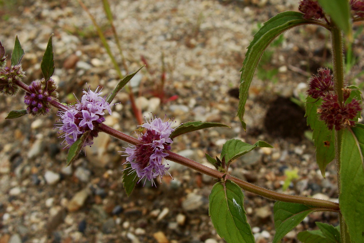 Image of Mentha canadensis specimen.