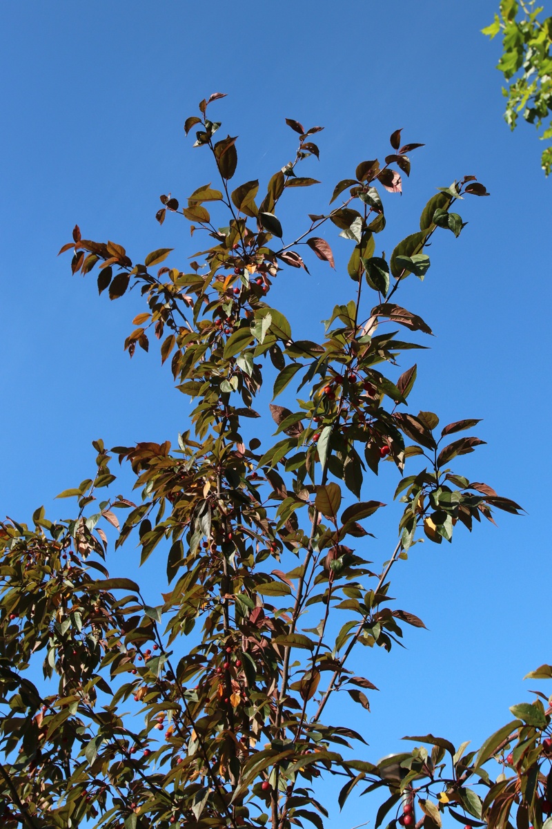 Изображение особи Malus &times; moerlandsii.