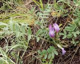 Astragalus testiculatus