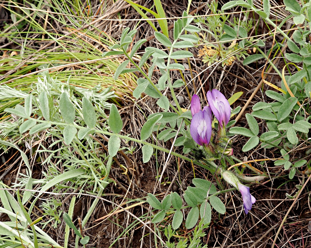 Изображение особи Astragalus testiculatus.