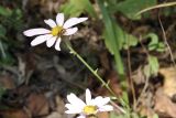 Chrysanthemum naktongense. Верхушка побега с соцветием и кормящейся мухой-журчалкой. Приморский край, Хасанский р-н, Зарубинское гор. пос., окр. с. Витязь, обочина лесной дороги. 27.09.2025.