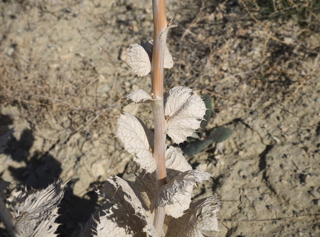 Image of genus Cousinia specimen.