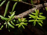 Taxus cuspidata. Часть ветви с побегами этого года. Хабаровский край, окр. г. Комсомольск-на-Амуре, ООПТ \"Кедрово-тисовая роща\", старый березняк из Betula platyphylla с подлеском Taxus cuspidata. 21.09.2025.
