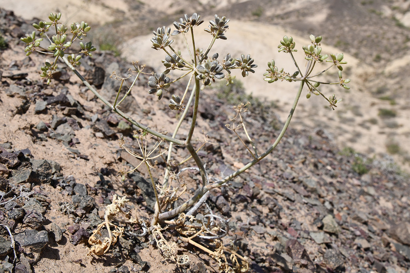 Image of Ferula syreitschikowii specimen.