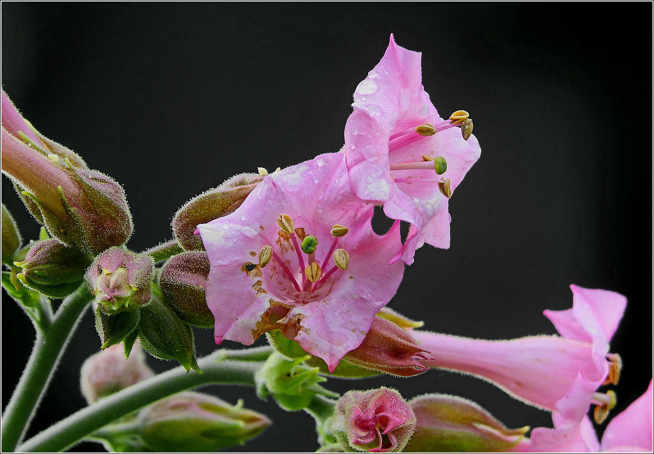Изображение особи Nicotiana tabacum.
