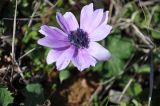 Anemone hortensis