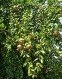 Punica granatum. Ветви с незрелыми плодами. Португалия, г. Лиссабон, в культуре. 17.08.2025.