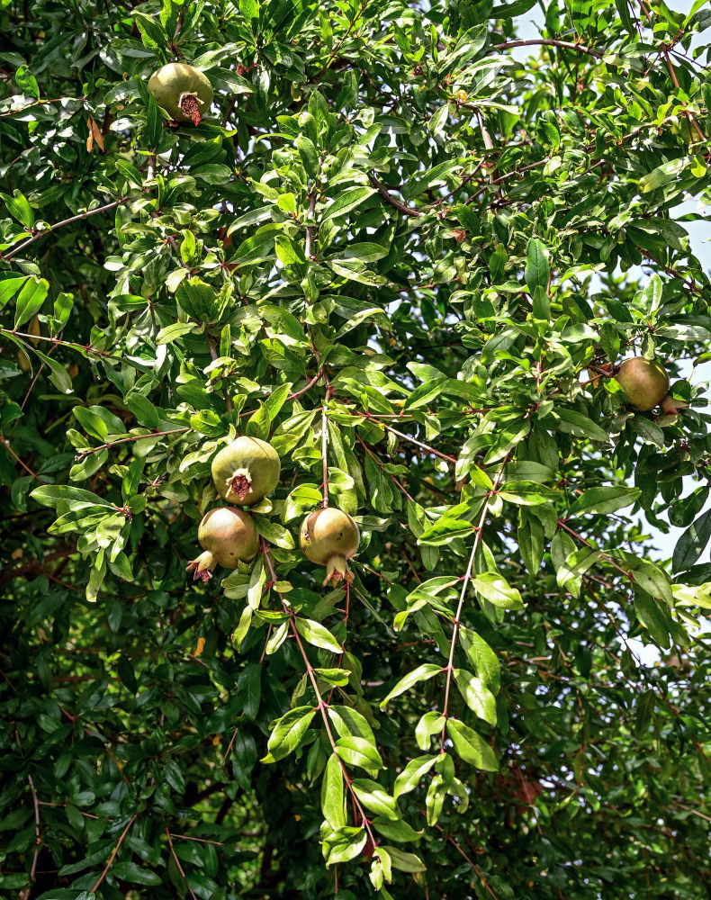 Изображение особи Punica granatum.