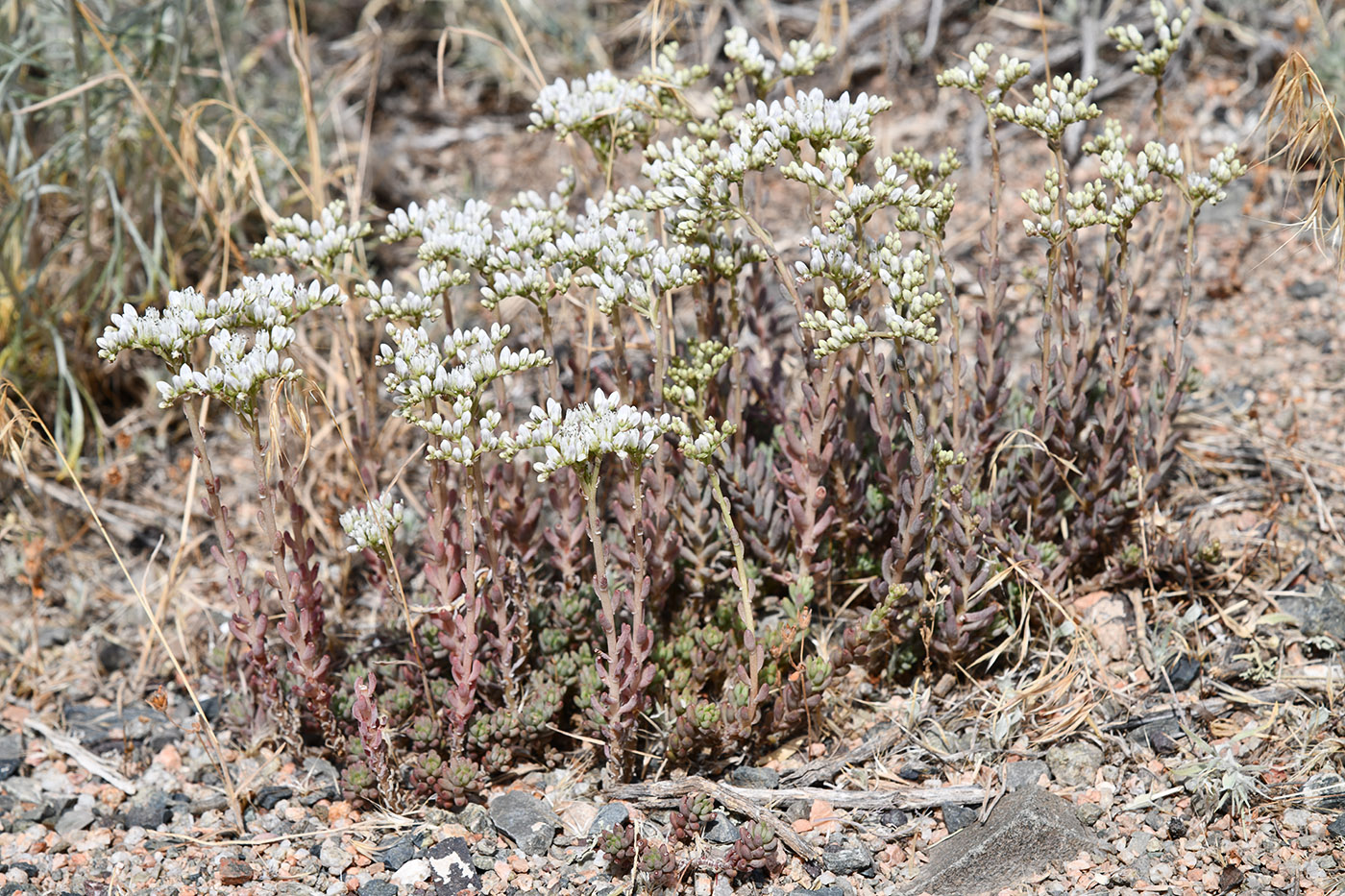 Image of Sedum alberti specimen.