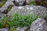 unknown species. Цветущие растения среди камней. Приморский край, Партизанский р-н, гора Ольховая, курумник. 14.07.2025.
