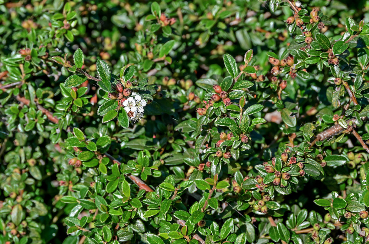 Image of Cotoneaster dammeri specimen.
