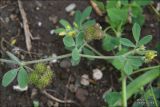 genus Medicago