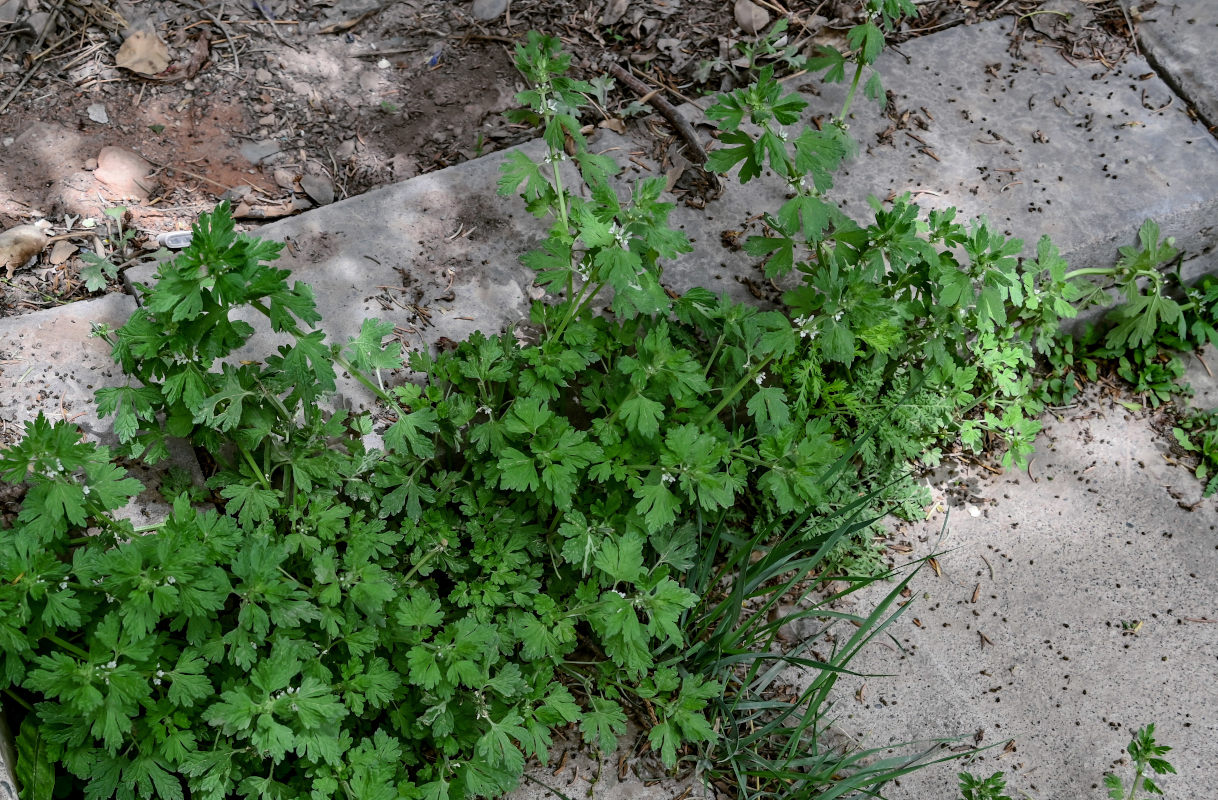 Image of Lagopsis supina specimen.