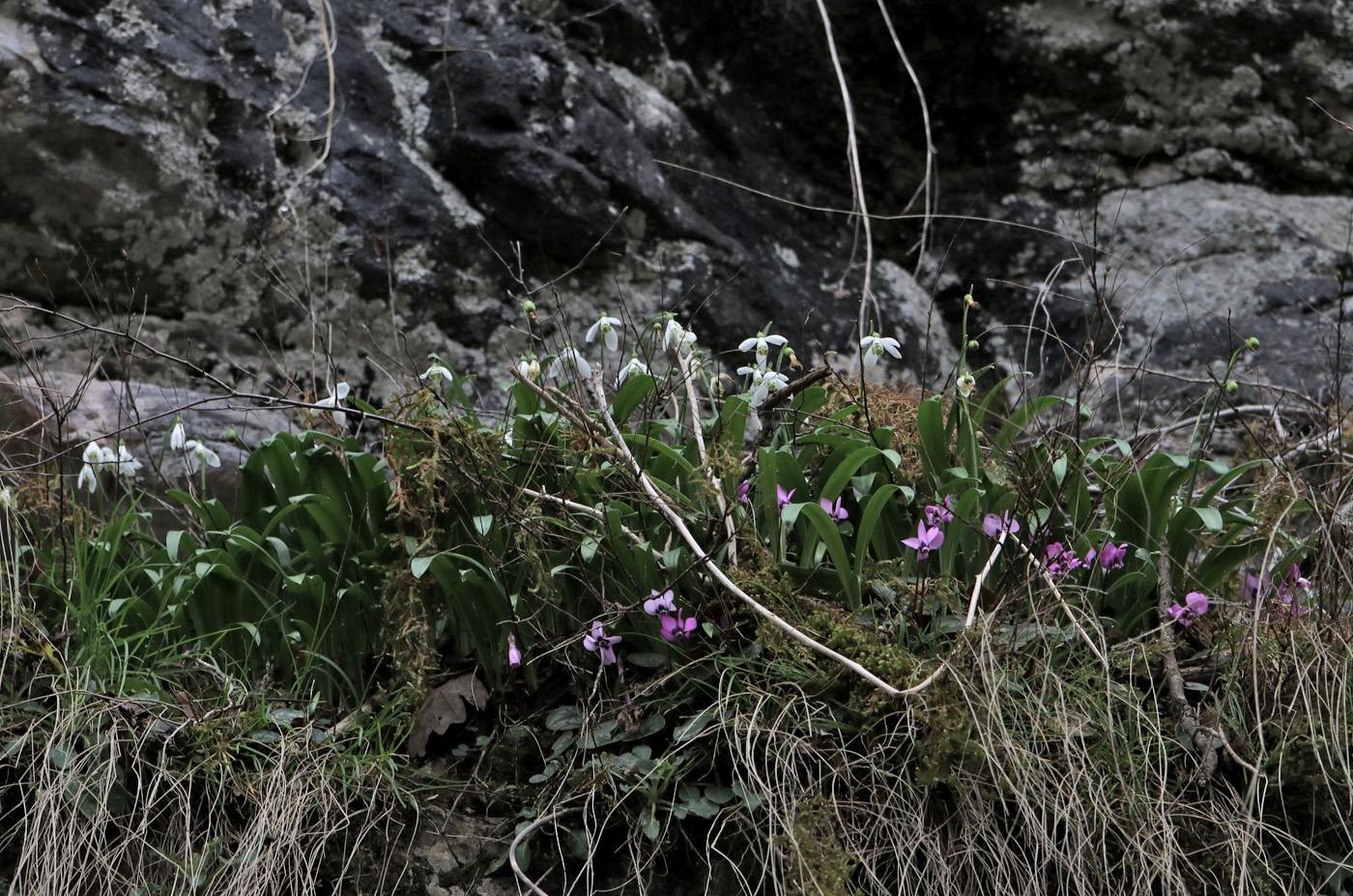 Image of Galanthus woronowii specimen.