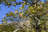 Quercus pubescens. Часть ствола и веток плодоносящего дерева, покрытая лишайниками. Крым, Южный берег, подножье горы Парагельмен. 20.10.2025.