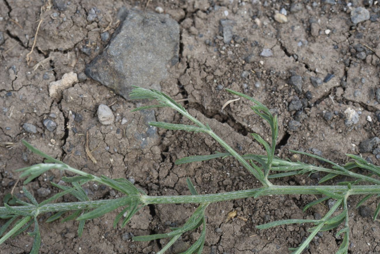 Image of genus Artemisia specimen.