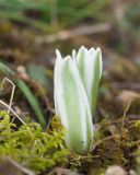 род Ornithogalum. Цветки. Краснодарский край, Крымский р-н, окр. станицы Неберджаевская, ур. Темрючки, грабинниково-пушистодубовое редколесье, большая закустаренная каменистая поляна. 27.03.2026.