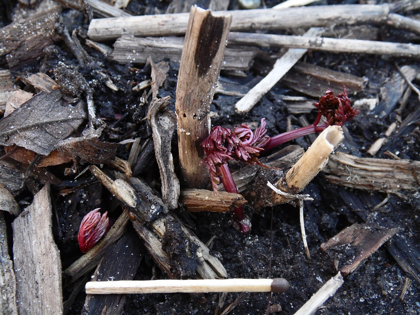 Image of Conioselinum tataricum specimen.