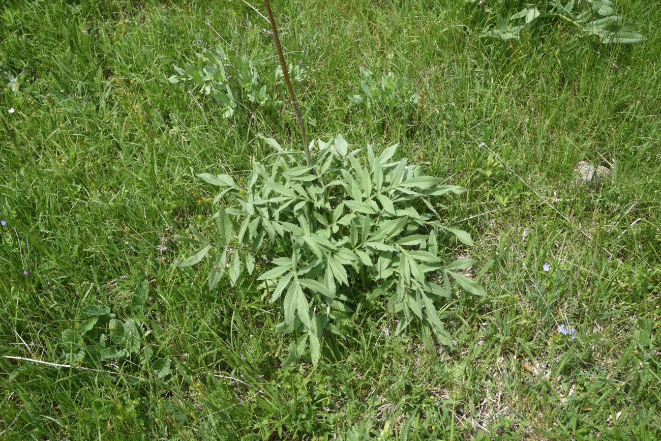 Image of Unknown species specimen.