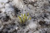 Veratrum lobelianum. Молодые побеги перезимовавшего растения. Кабардино-Балкария, Эльбрусский р-н, нижняя часть висячей дол. р. Когутайка, выс. ок. 2430 м н.у.м., остатки лавины на берегу реки. 22 июня 2025 г.