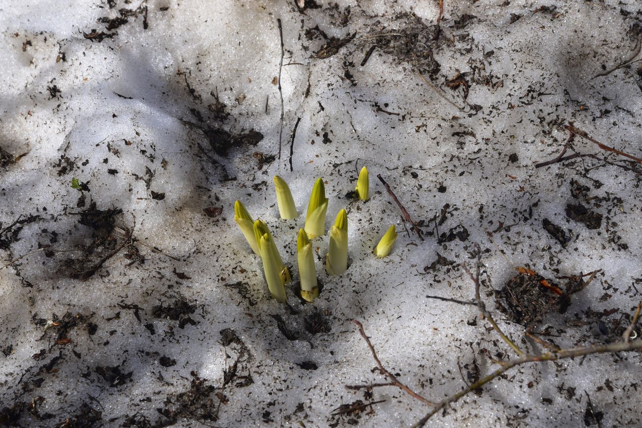 Изображение особи Veratrum lobelianum.
