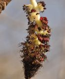Populus suaveolens