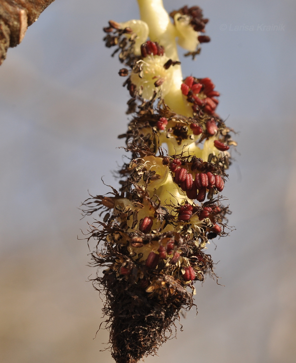 Image of Populus suaveolens specimen.