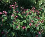 Impatiens glandulifera. Цветущие растения (вид сверху). Магаданская обл., г. Магадан, заросший глубокий пустырь, на обочине. 23.08.2025.