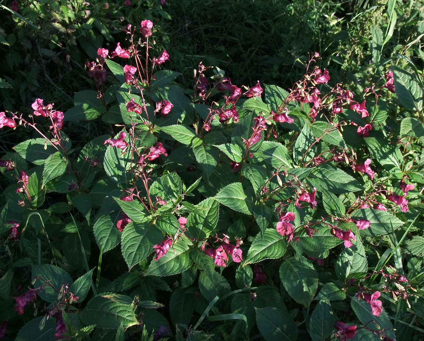 Image of Impatiens glandulifera specimen.