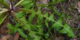Taraxacum distantilobum. Прикорневые листья. Свердловская обл., городской округ Первоуральск, турбаза \"Остров\", сосновый лес, небольшая разнотравная полянка. 15.06.2024.