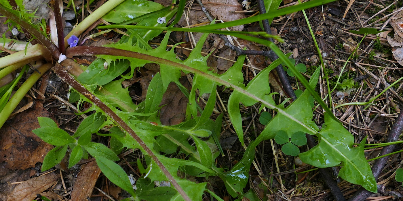 Изображение особи Taraxacum distantilobum.