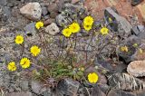 Tolpis succulenta. Цветущее растение. Португалия, о-в Мадейра, мыс Сан-Лоренцо, каменистый склон. 12.06.2026.