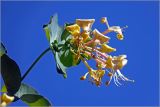 Lonicera caprifolium. Соцветие. Московская обл., Раменский р-н, окр. дер. Хрипань, садовый участок. 07.06.2026.