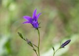 Campanula patula
