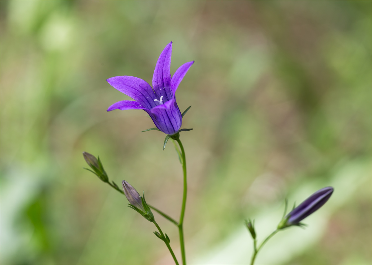 Image of Campanula patula specimen.