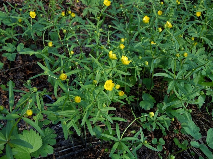 Изображение особи Ranunculus monophyllus.