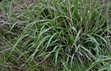 familia Poaceae. Листья и основания сухих генеративных побегов. Волгоградская обл., Дубовский р-н, Александровский грабен, использующийся под выпас степной склон. 11.04.2026.