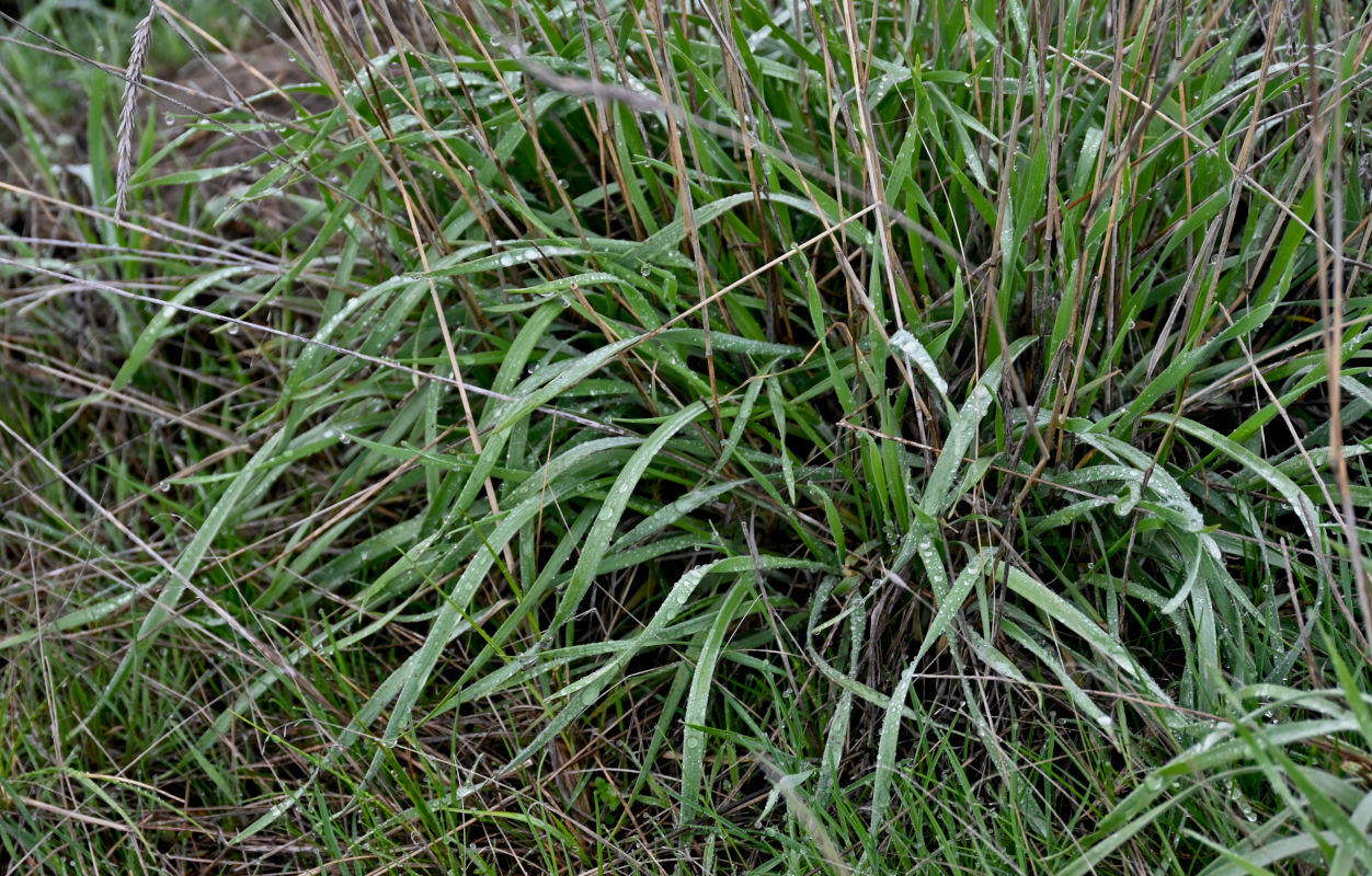 Image of familia Poaceae specimen.
