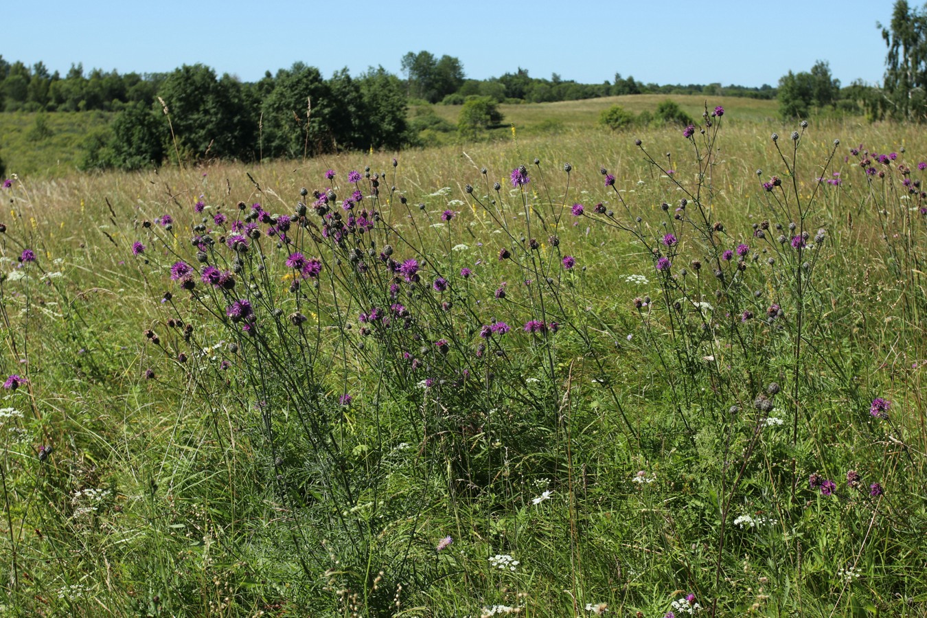 Image of Centaurea scabiosa specimen.