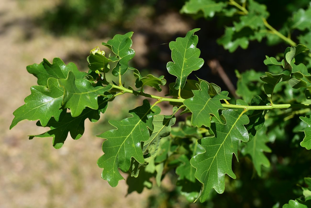 Image of genus Quercus specimen.