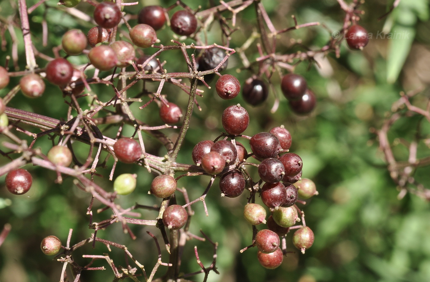 Image of Sambucus canadensis var. acutiloba specimen.