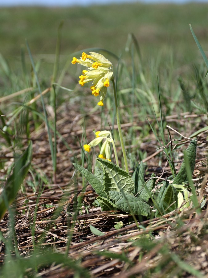 Изображение особи Primula veris.