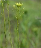 Camelina microcarpa. Верхушка расцветающего растения. Чувашия, окр. г. Шумерля, ст. Кумашка, ж.-д. насыпь. 29 мая 2011 г.