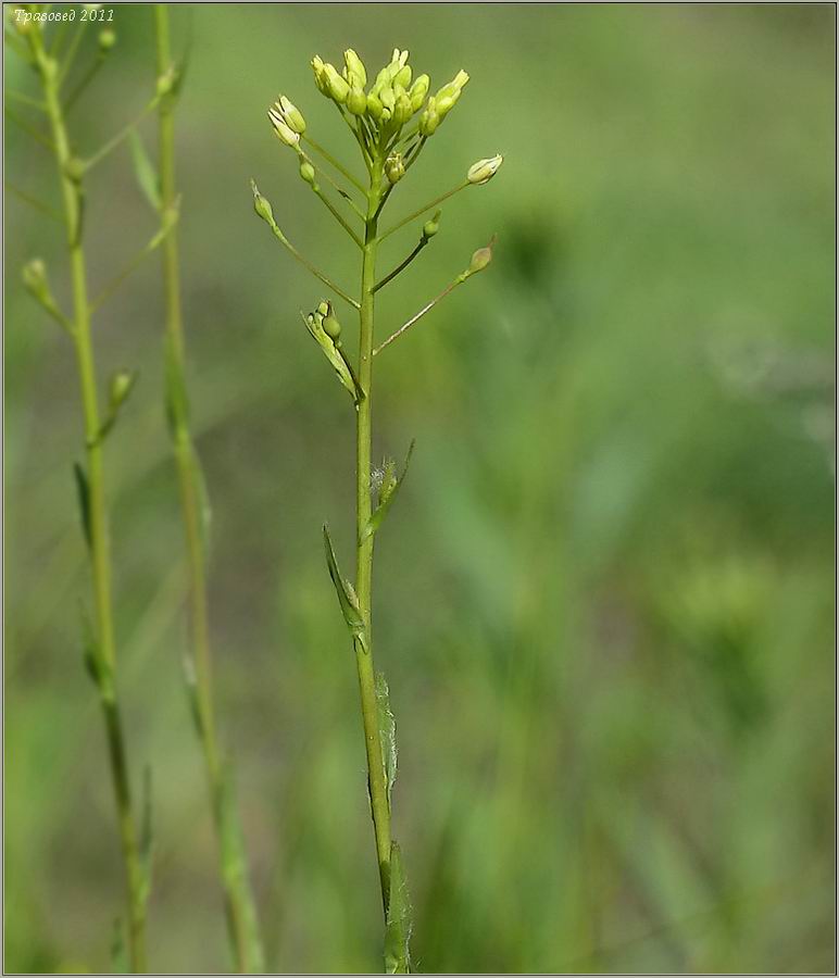 Image of Camelina microcarpa specimen.